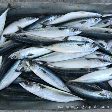 Frozen Pacific Mackerel 150-200g 60-80pcs Ikan